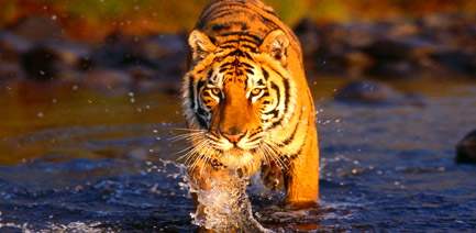 Sundarbans National Park Safari Tour